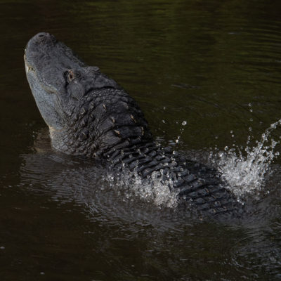 American Alligator Bellow – Nikon D500 & Tamron 18-400