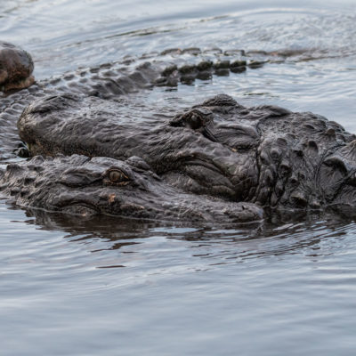 American Alligator Courtship – Nikon D500 & Tamron 150-600