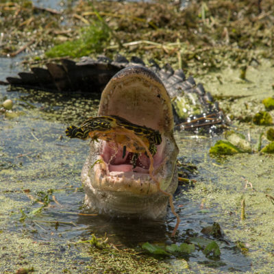 American Alligator eating turtle – Nikon D7100 