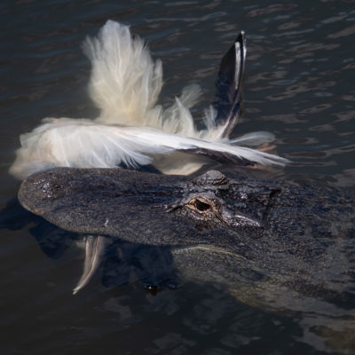 American Alligator with Woodstork – Nikon D500 & Tamron 18-400