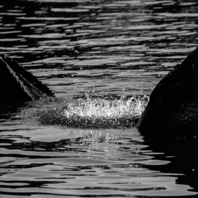 American Alligator Bellowing in Black and White – Nikon D500 & Tamron 18-400