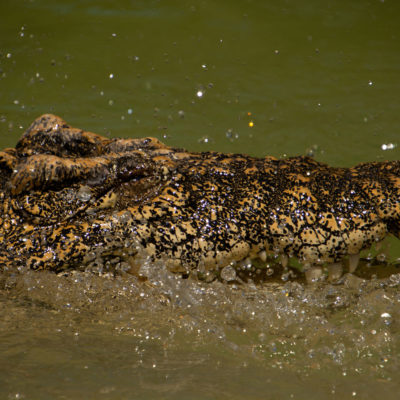 Cuban Crocodile – Nikon D7100 & Tamron 18-400