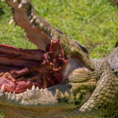 Saltwater Crocodile – Nikon D7100 & Tamron 18-400