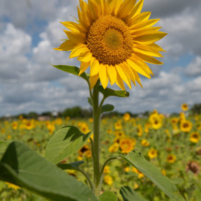 Sunflower Farm – Nikon D500 & Tamron 15-30 G2