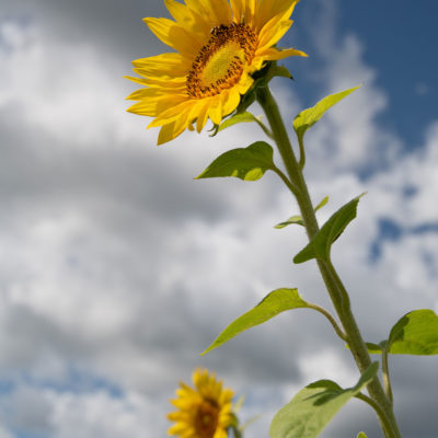 Sunflower Farm – Nikon D500 & Tamron 15-30 G2