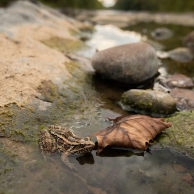 Frog in South Branch River – Nikon D500 & Tamron 15-30 G2